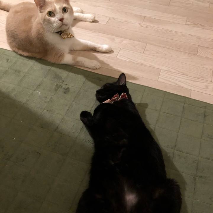 0c3b766d e1a5 4334 aaa3 defcb1c82289 1593264370718