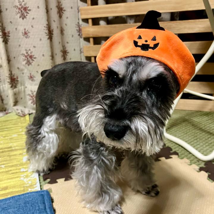 0c3d584f 9932 42cf 820e 2ba0aa3b3cb6 1730120997813