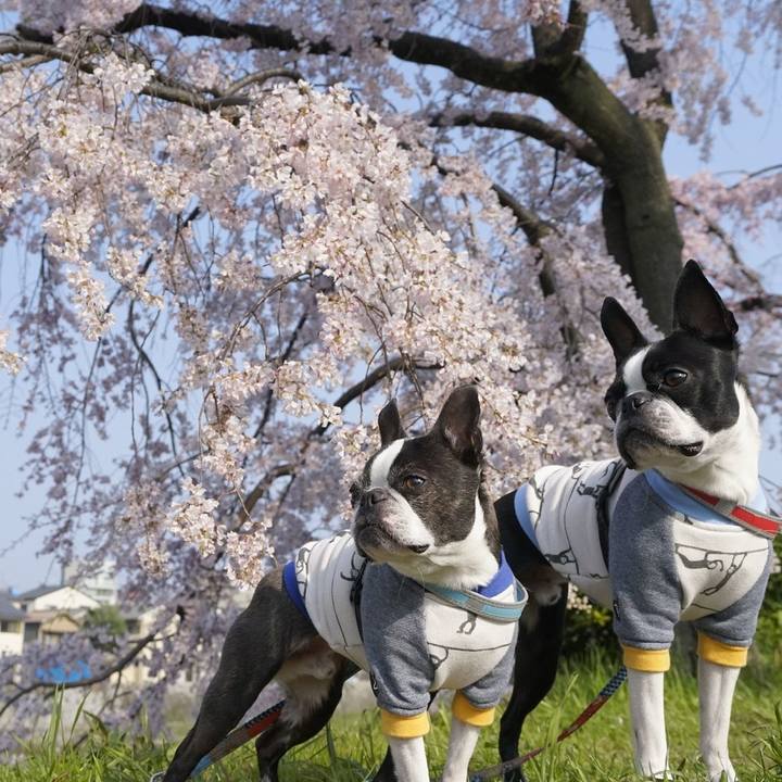 0c403d52 fbf4 4164 9907 7f102cdc8689 1521953483578