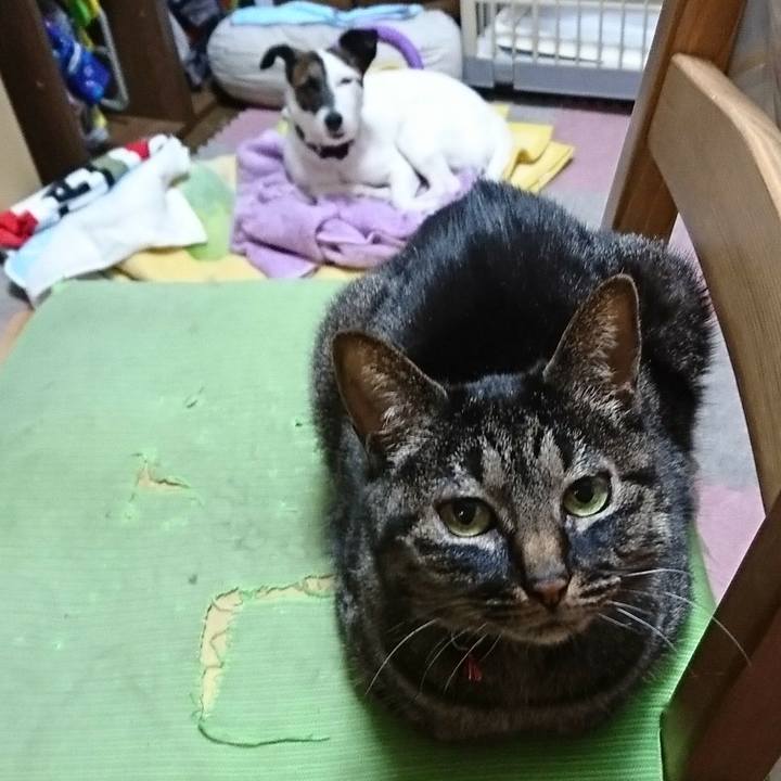 0c415e15 fa16 4b46 9000 db86027051bc 1526809968565