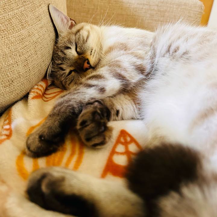 0c4236ce 1cef 43ef aafe dacaf89a2beb 1763625891028