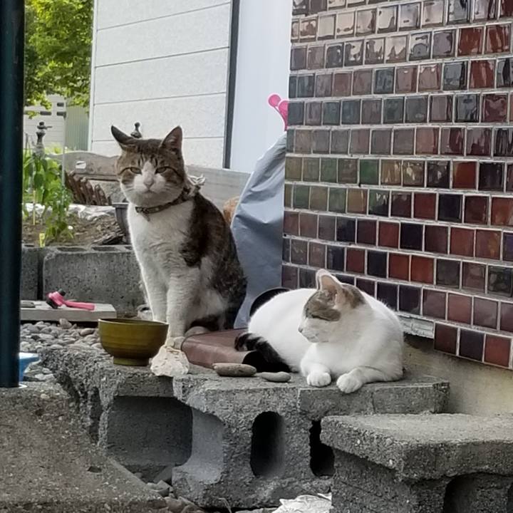 0c456636 0479 4389 a055 d42c9ed849f0 1591008193558