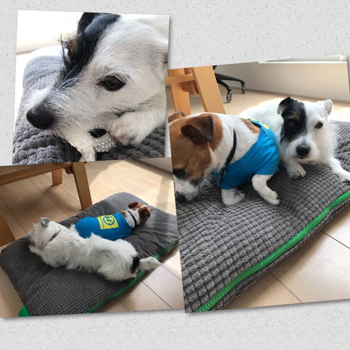 0c46b254 4cfd 4a3f 9a43 61ceda2dba75 1528174305525