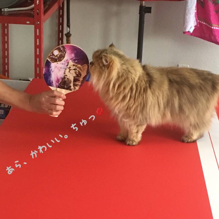 0c473ac4 1b6f 48e1 8b18 0b22b394bdfc 1524709506746