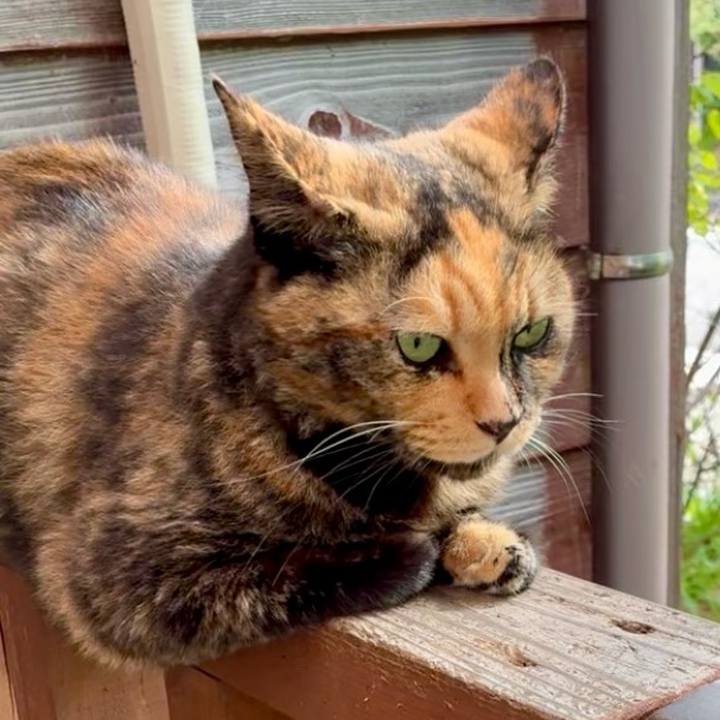 0c493fe1 1810 462c aecf d49e494c2928 1759895038673