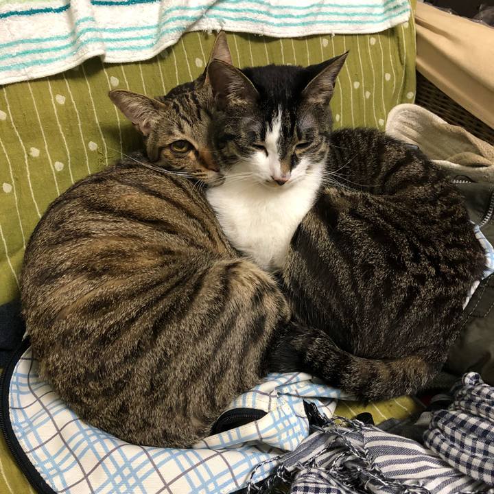 0c49a7b8 5c00 43af be96 1c4f556ada21 1524535804395