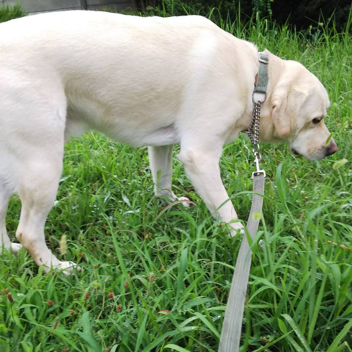 0c49caf0 4ee0 4a98 8f13 d3b015238e99 1533629817889