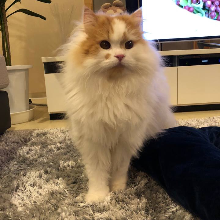 0c4ad91d d930 4388 bad6 08e5a6fee272 1518344899995