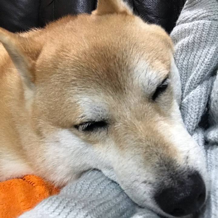 0c4b114b 9858 4a81 9444 6875fe652764 1544702750085