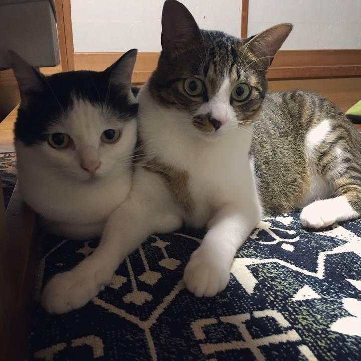 0c4bbfdd f055 4399 9be1 c1531a4aa6bf 1539606877733