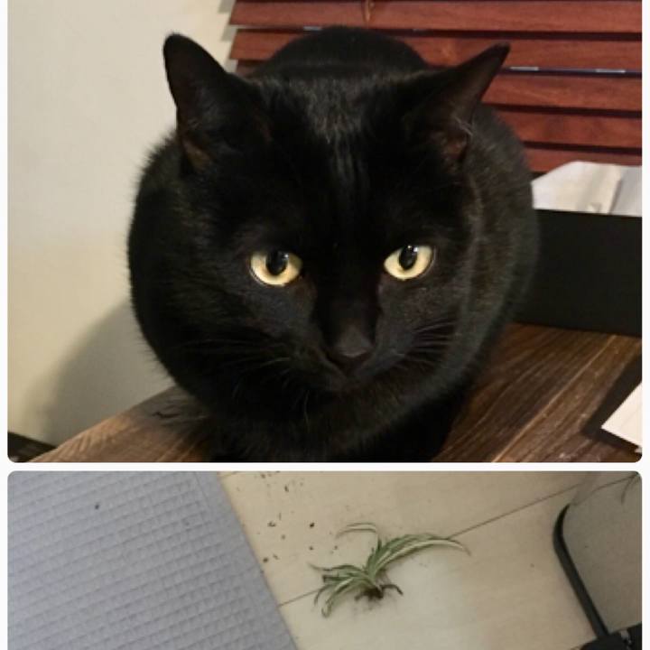 0c4c0081 a56d 4384 bf72 131cd52f7afe 1513306732586