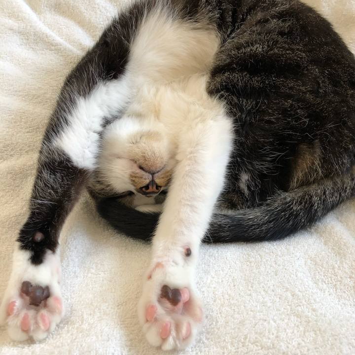 0c4c25fa 9e2c 4fce 8a8b 0bede31c5ace 1526017906747