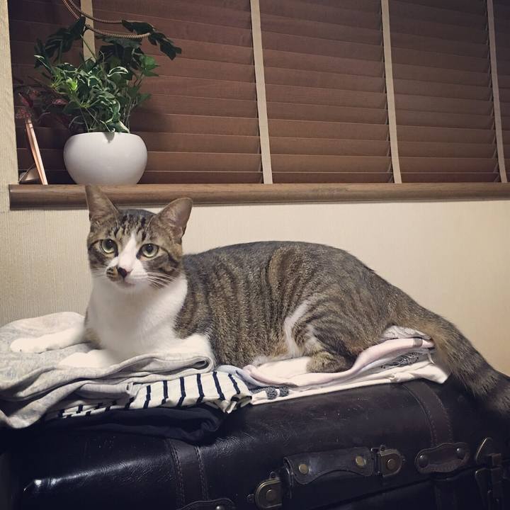 0c4cfa36 2020 4801 bbc1 1a2dbc79ad9b 1537791833364