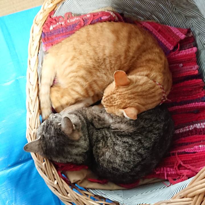 0c4d19ed ce33 4e29 b1c7 2586addc4729 1561789621566