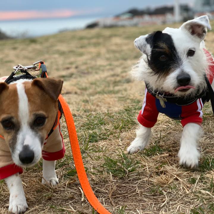 0c4d8e13 2752 4073 a8d7 3cc4ee531118 1550738491696