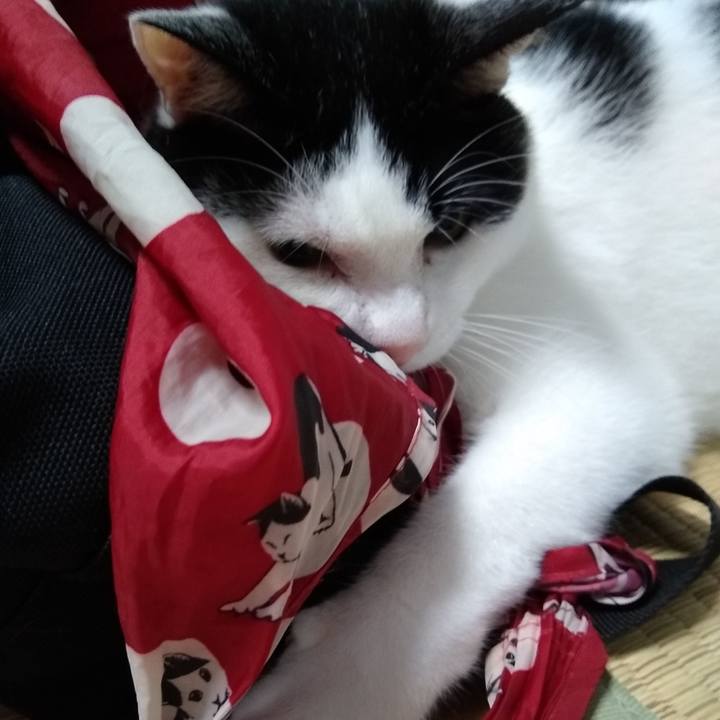 0c4e4978 7b59 4a53 b44b fad020849186 1563620280590