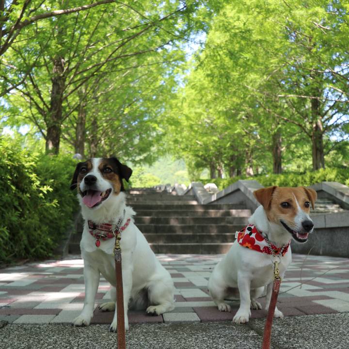 0c4e85b6 2f20 45bd 8f16 e6751fa7c2cd 1527937351709