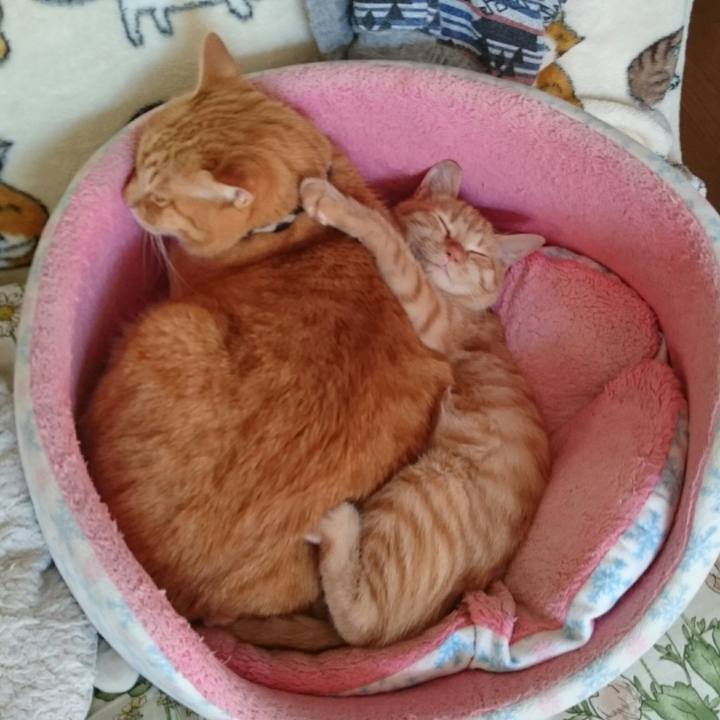 0c50cb53 7939 4594 97a1 877c026ab07c 1543560742426