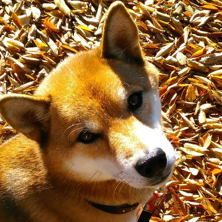 0c518e09 fe4e 4d89 84fe a4dc7c110970 1509321247623