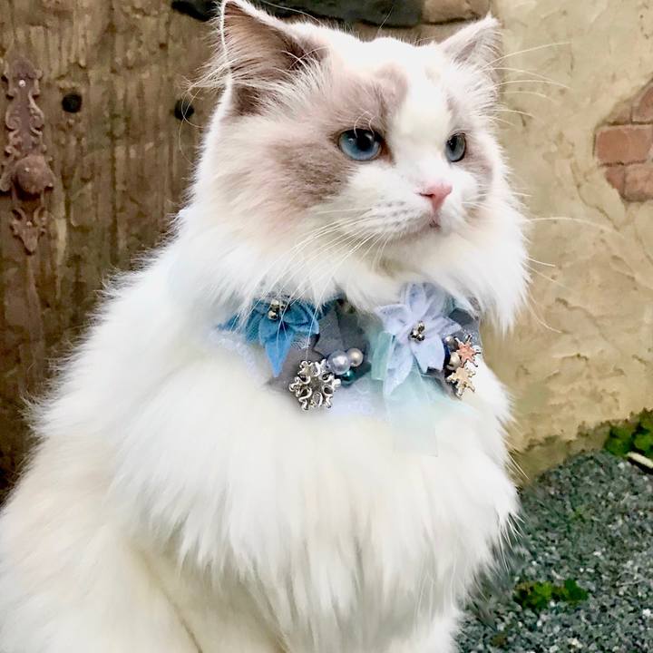 0c54b148 991b 4bff 8983 80e80150fa45 1637798727047