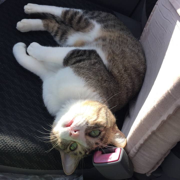 0c56a303 ff46 4761 8bd2 923c8d7c912c 1545625831558