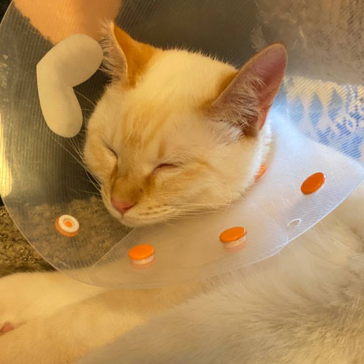 0c576900 3124 4099 8a61 df74901cf5da 1582789042068