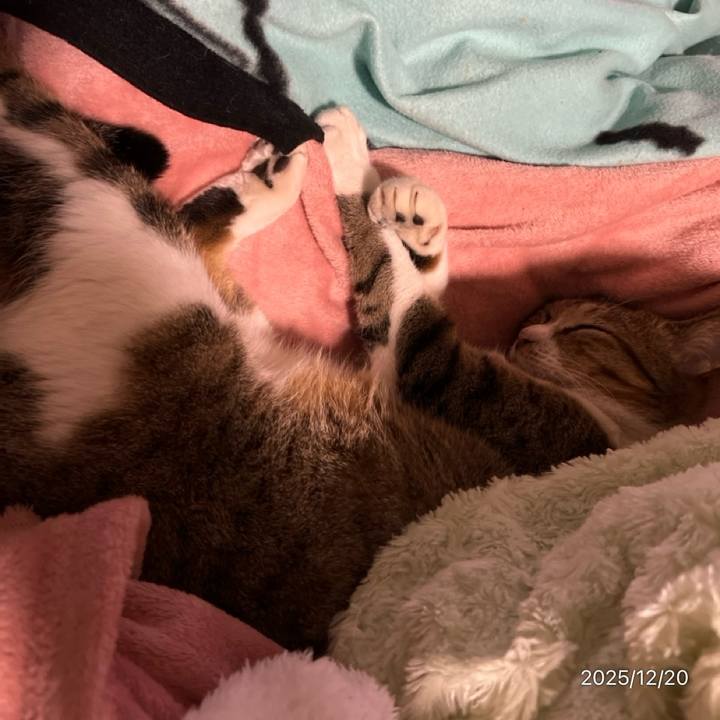 0c588c5b e2c8 4aaf b784 32355dfdde2c 1766203798262