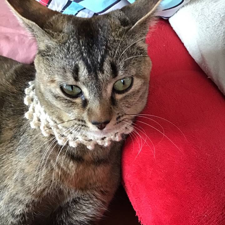 0c5cdc10 8c54 4615 8cd5 fc115eb6033a 1589786951369