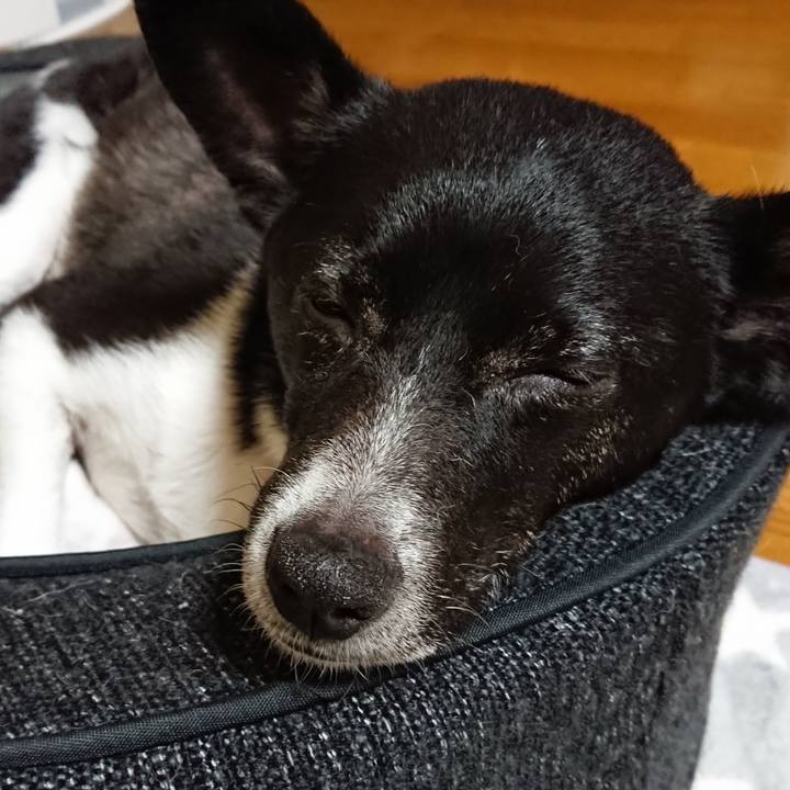 0c5cefb6 ab4e 4716 86f4 a76dd88e56e7 1526397598325