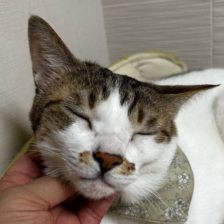 0c5e05ff 89d6 4e0d a2b4 afa2ee3783ba 1760676211303