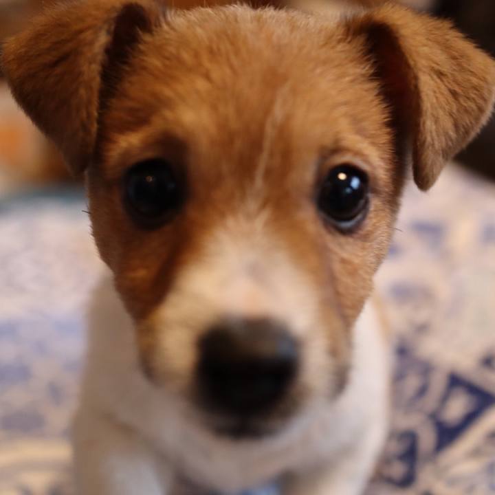 0c664e65 37c9 447e 9fc1 2df7f228850d 1545822991120