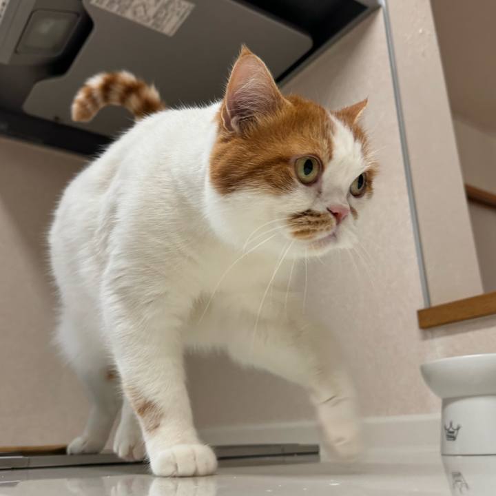 0c680b66 f03f 470f bd95 782ba6c1765b 1763269175712