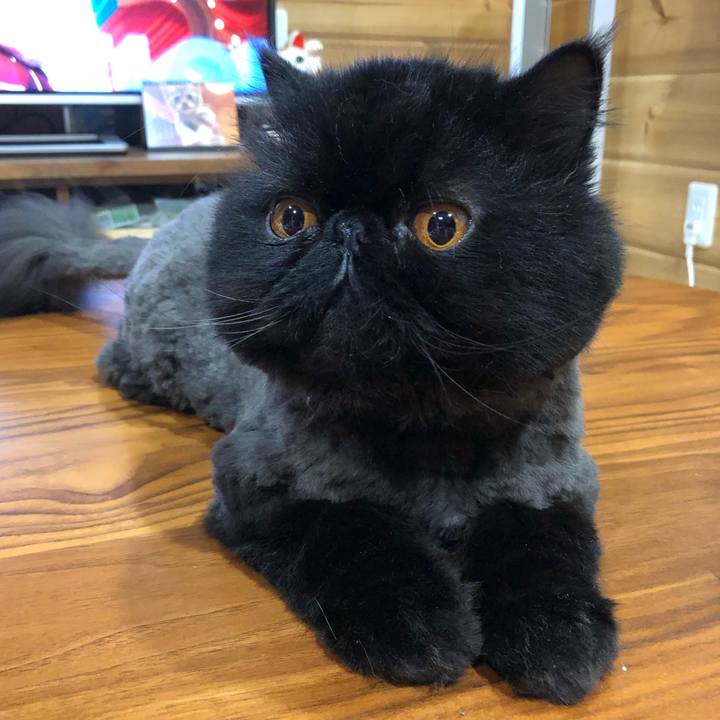 0c699d12 6773 432d 81d7 71890c06b522 1563762815256