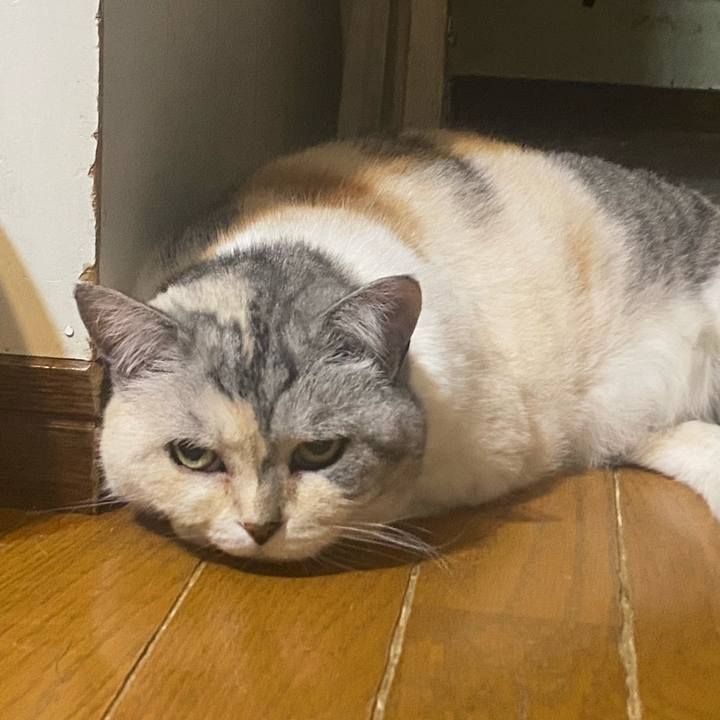 0c6a7b6d 88e6 43eb ad0a f6aee30894bc 1718895453763