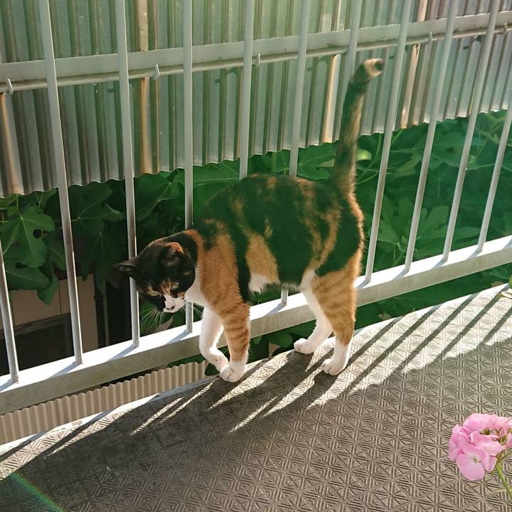 0c6bd523 1f6e 4702 bc7a 506c69f6c330 1530503387177