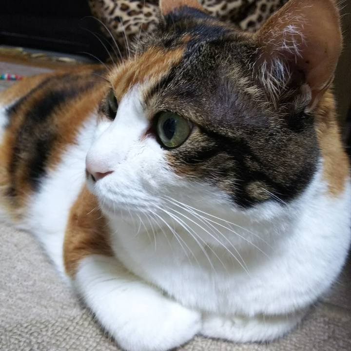 0c6c380c 3e8e 418c 89d2 8b4a2ee6529f 1536097483928