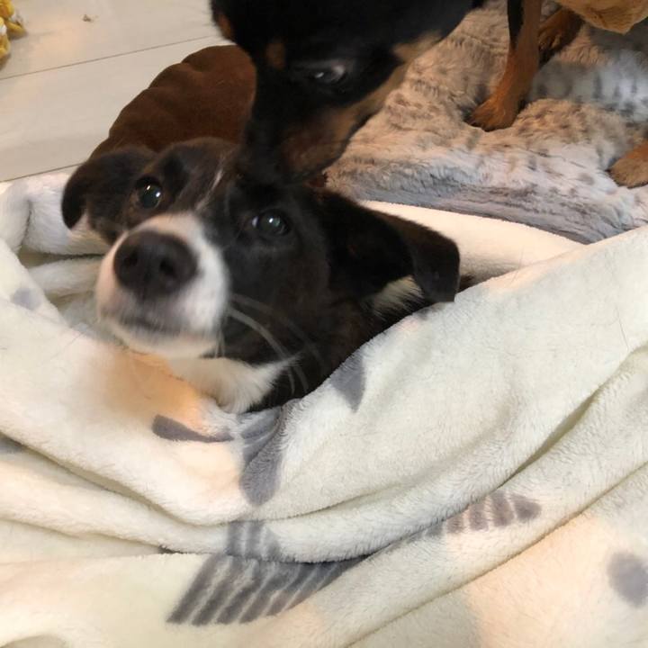 0c6c4ca8 5982 493b a579 529a65b54777 1547781668167