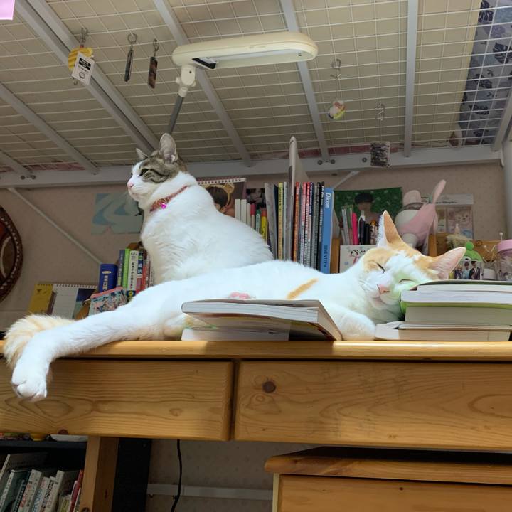 0c6eb2ec 637e 40d1 874e 0c004ac60511 1583532233202