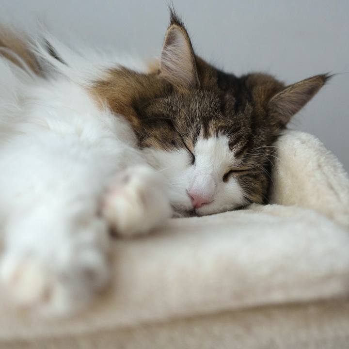 0c7248dd 381f 4a69 a8e4 e2563623b08d 1723436526999