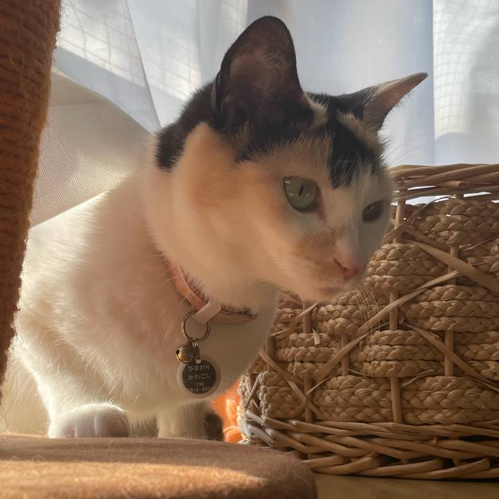 0c728dd6 9dc7 4dd1 a77b 30fbb53b6608 1742857954049