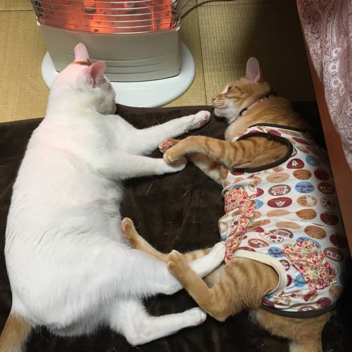 0c731e94 c982 4090 845c 1ea19ae486c6 1519808696061