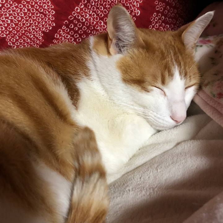 0c73c68e d2d0 4c23 b036 a77651149d4d 1554121335051