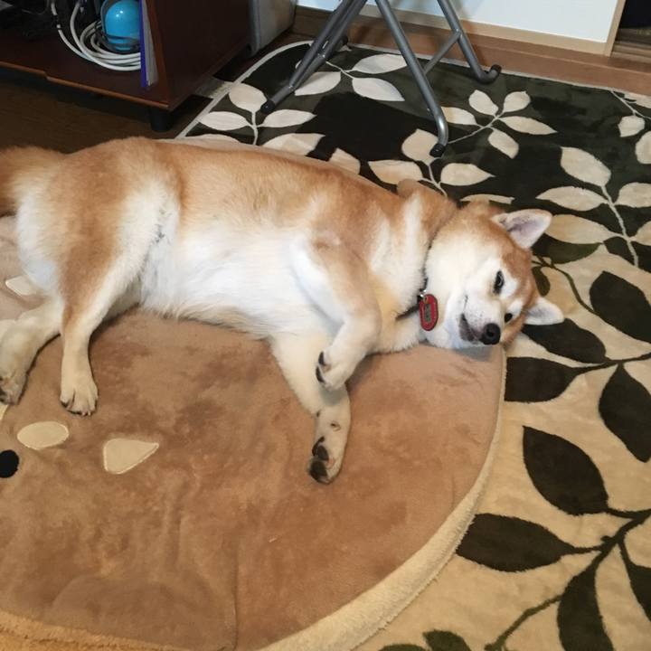 0c760516 40ab 4659 9d93 623537775994 1535261139220