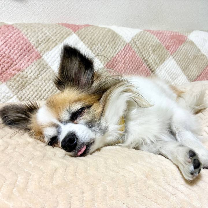 0c7a50e4 0be4 4ec9 96fd 603d76152bca 1765636011747