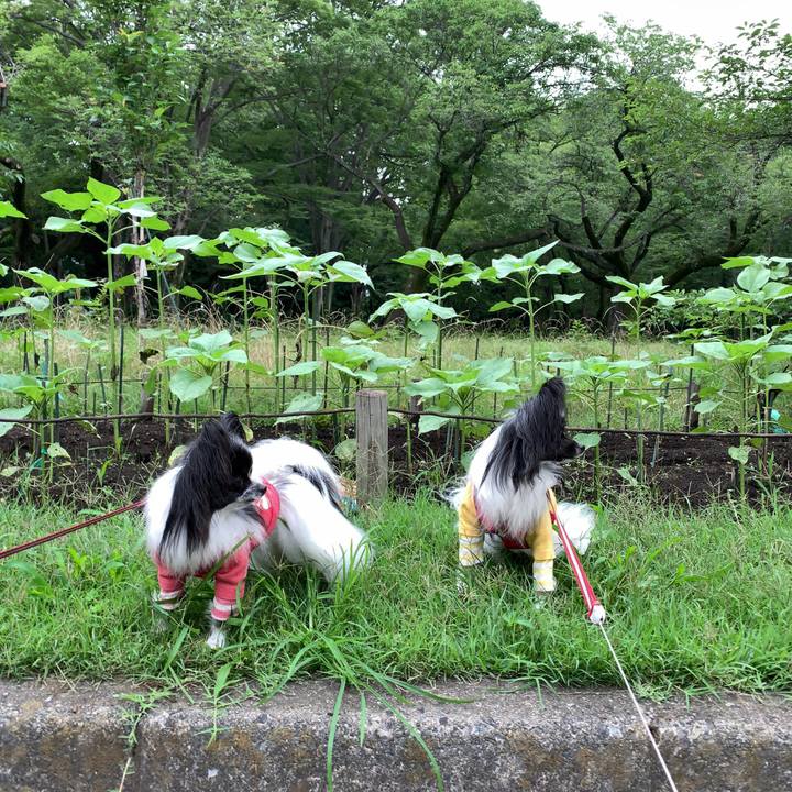 0c7b09d4 a1ed 4fca 8ab8 9578a052af34 1562623812421