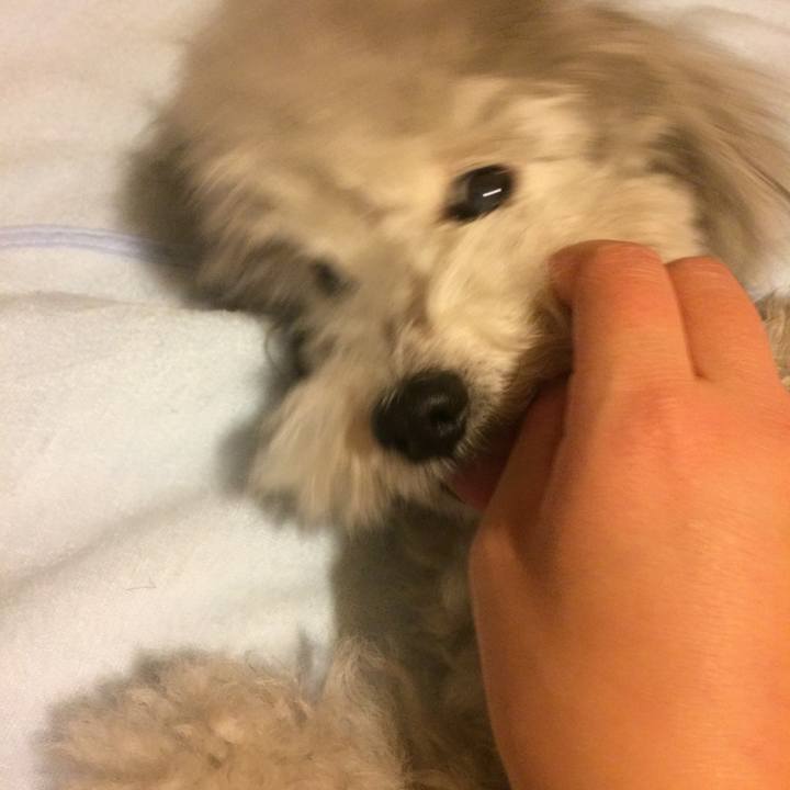 0c7b7fe6 3186 4c01 8c22 2d5b7c46aa23 1513166234159