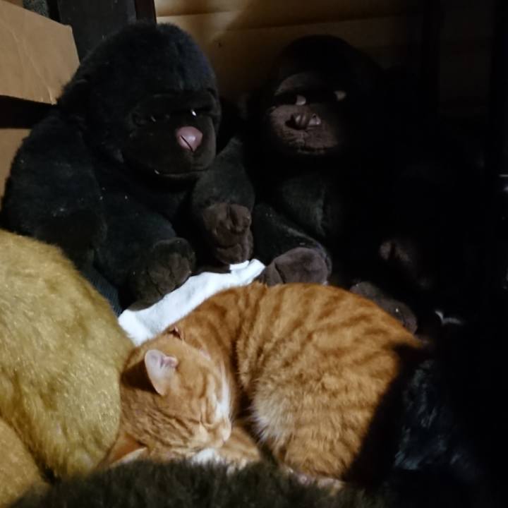 0c7ce50e df21 48ab bdd9 f1aa48364105 1604054737980