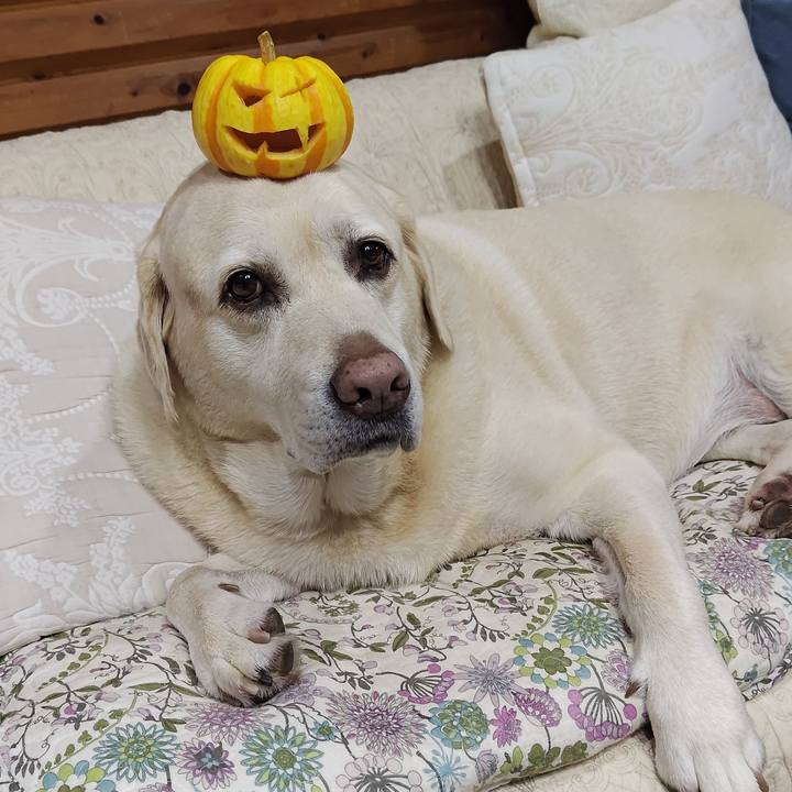 0c7e64c1 230e 438f 833d 9811799c9d13 1730287212281