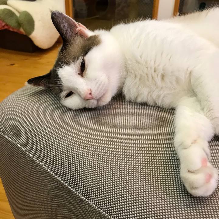 0c824fe6 1f8d 4250 86b3 e9d39ed53102 1563152225634