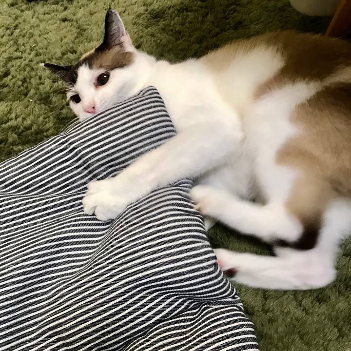 0c8281a9 73a1 409f 8a69 b9d205c899cd 1596094175756